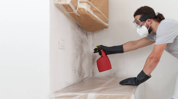 Professional Mold Removal technician working in Bogota, NJ