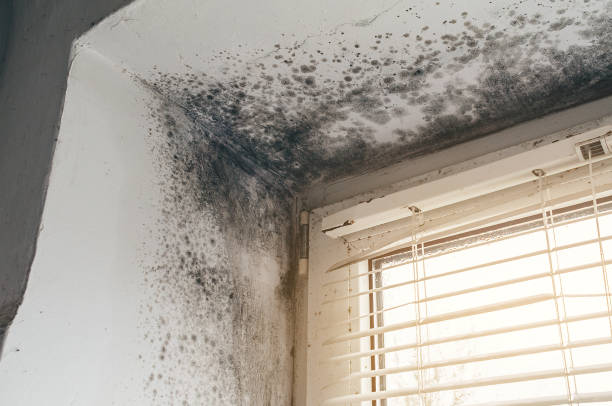 Affordable Mold Removal solutions in Bogota, NJ